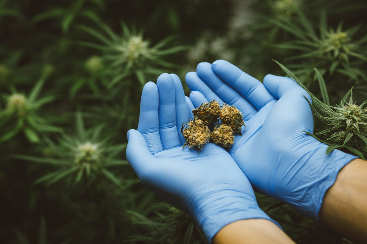 CBD en tu rutina diaria: cómo la cosmética cannábica potencia la salud de tu piel